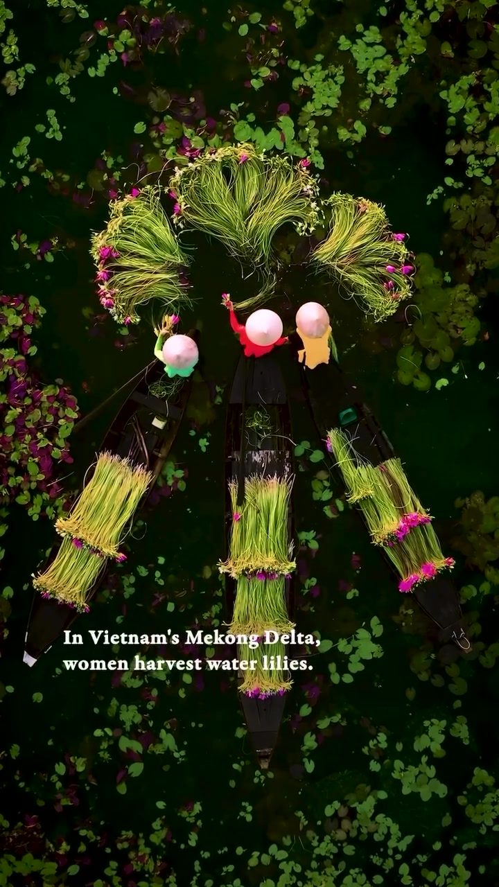 Unveiling the Mekong Delta's Water Lily Harvest