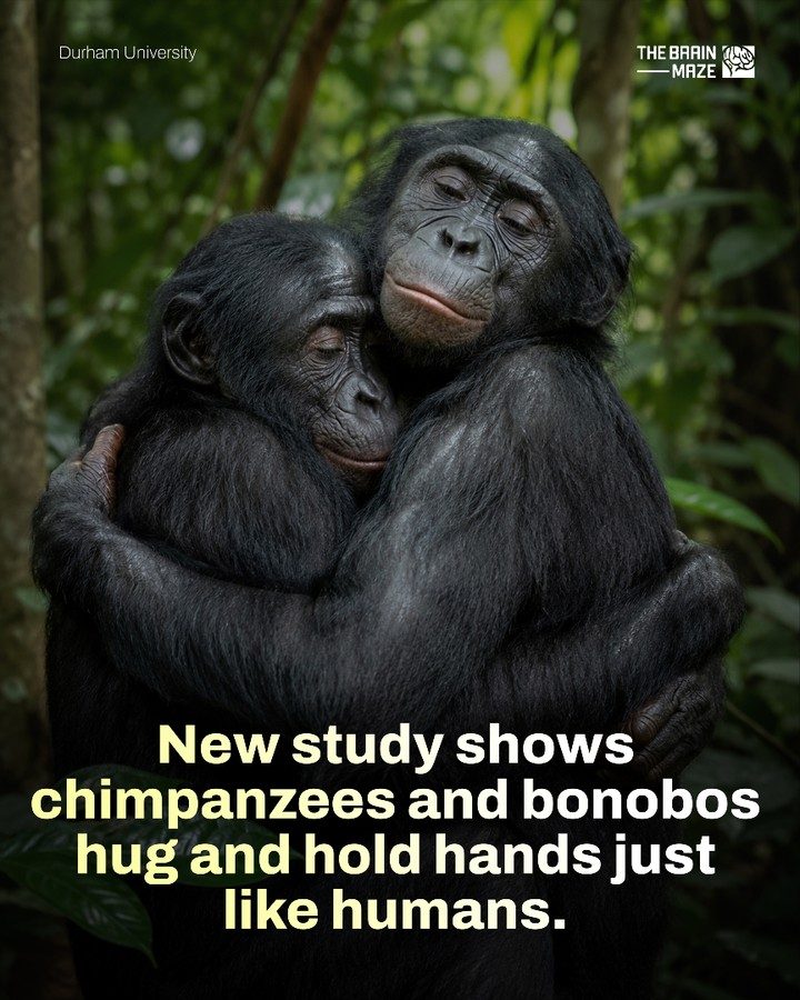 Chimpanzee and Bonobo Social Touch: Ape Empathy Evolved