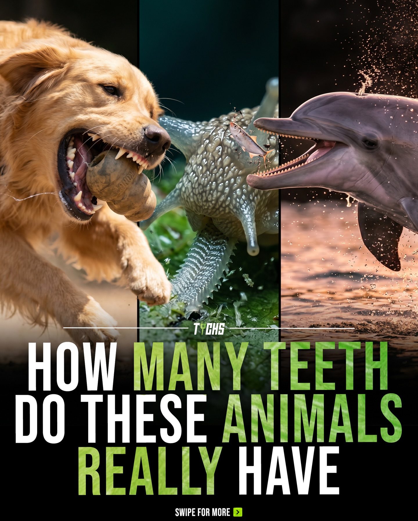 Animal Teeth Diversity: Evolution and Survival Strategies