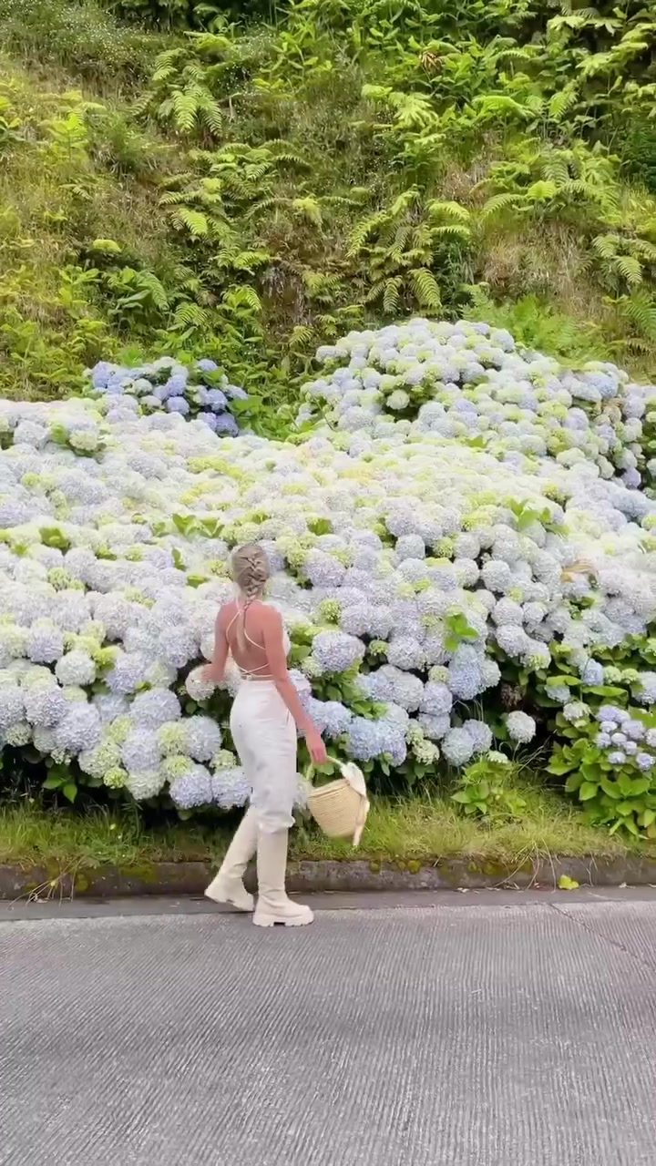 Hydrangea Garden Walk: Tranquil Journey