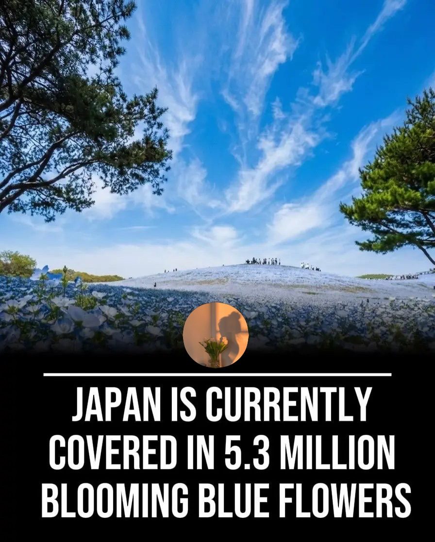 Hitachi Seaside Park's Stunning Blue Flower Fields