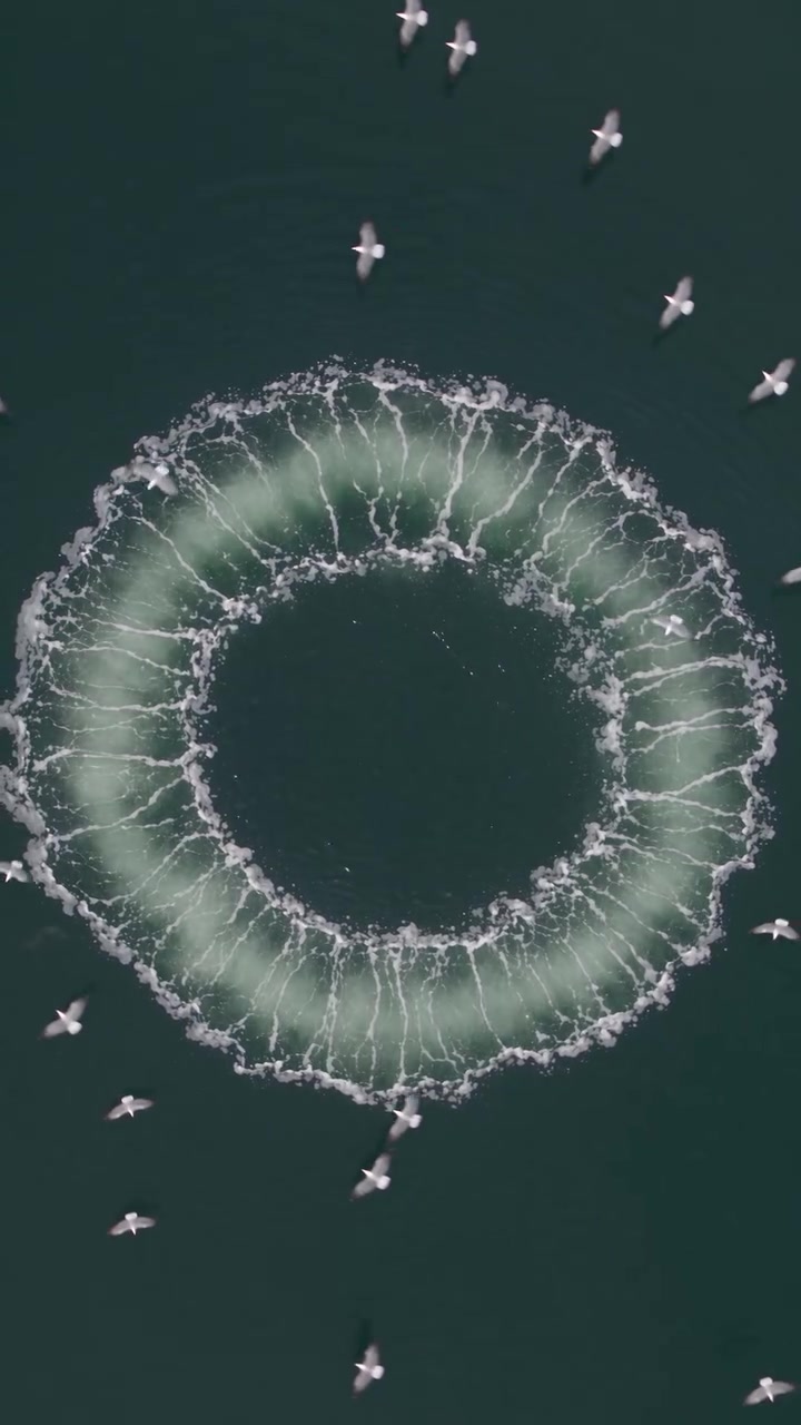 Humpback Whales' Bubble-Net Feeding in Alaska