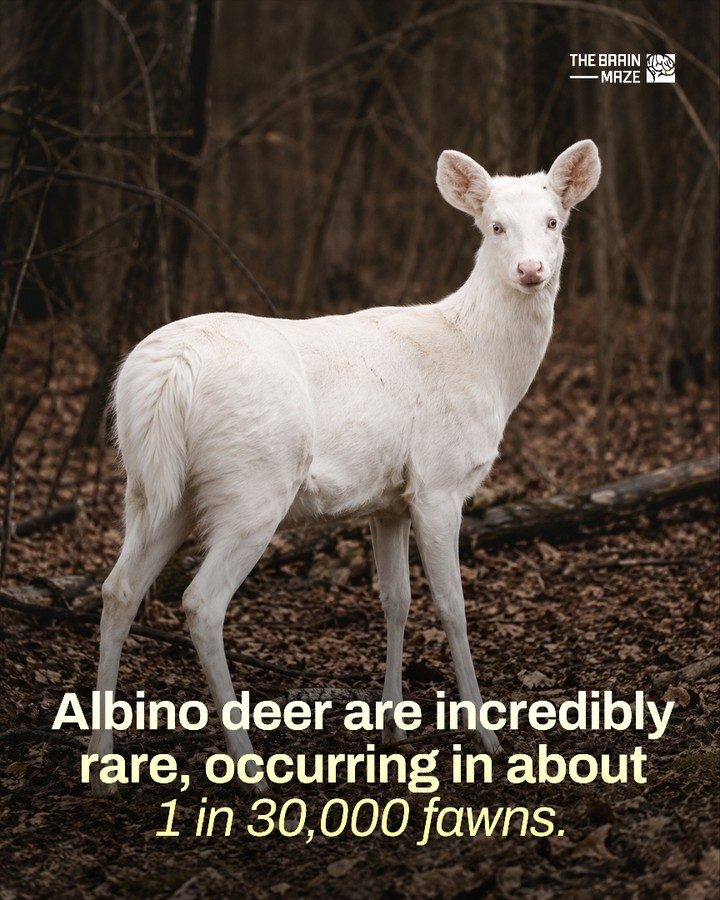 The Rarity and Beauty of Albino Deer: 1 in 30,000