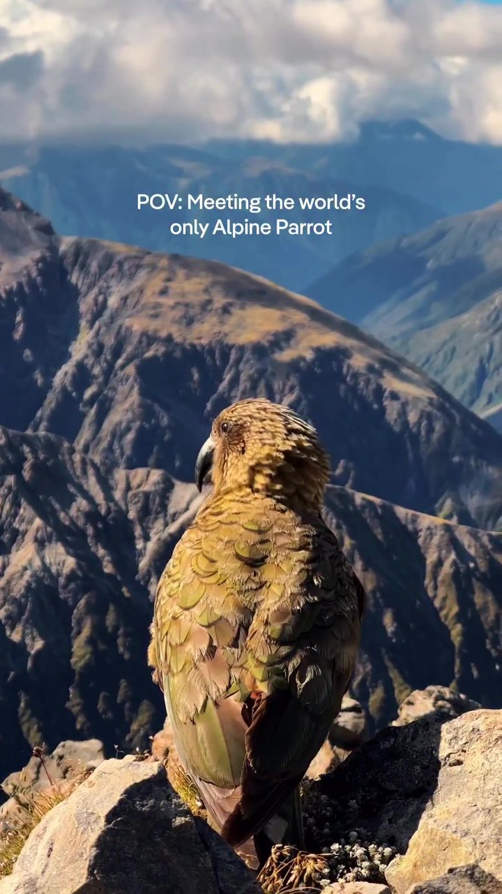 Meeting the World's Only Alpine Parrot: Kea of New Zealand