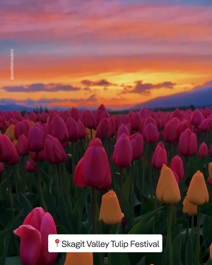 Exploring the Vibrant Tulip Fields of Skagit Valley