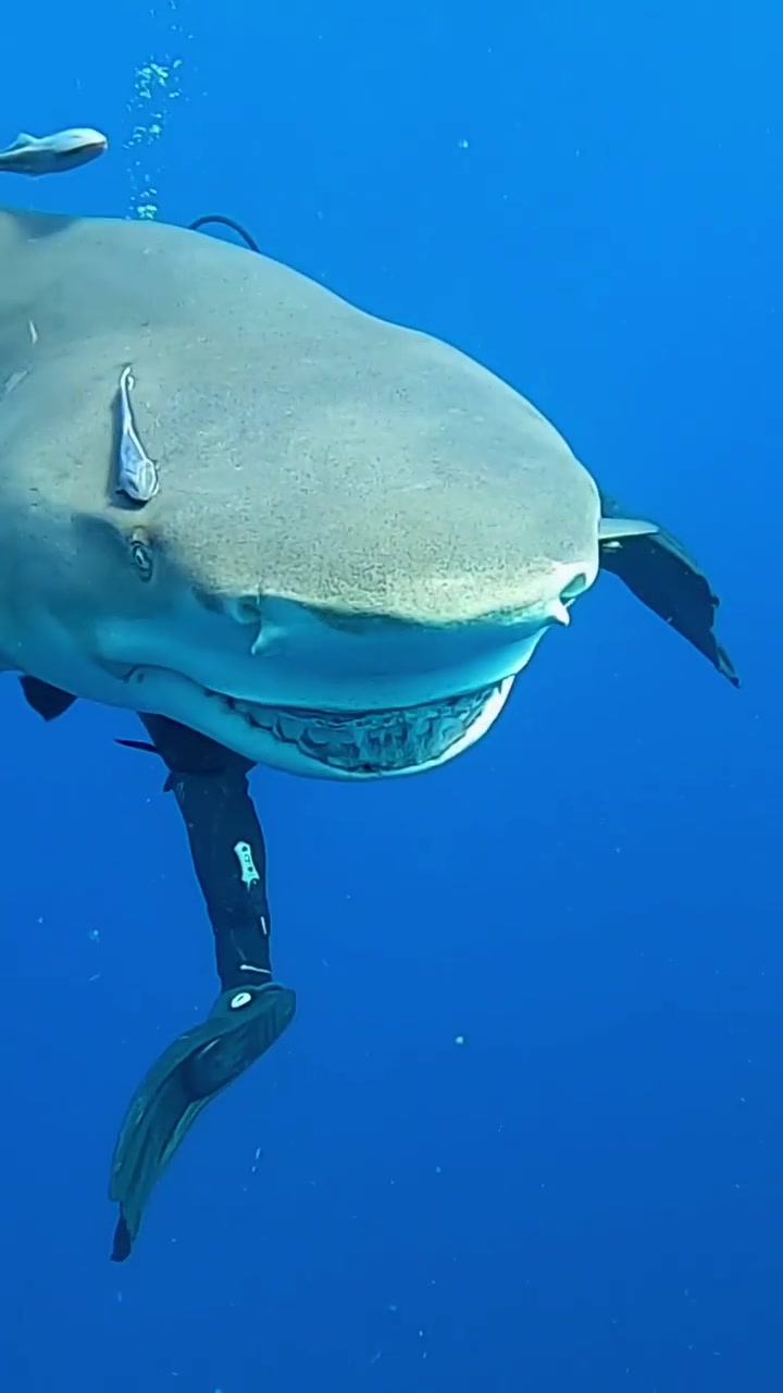Diver's Close Encounter with Shark Underwater