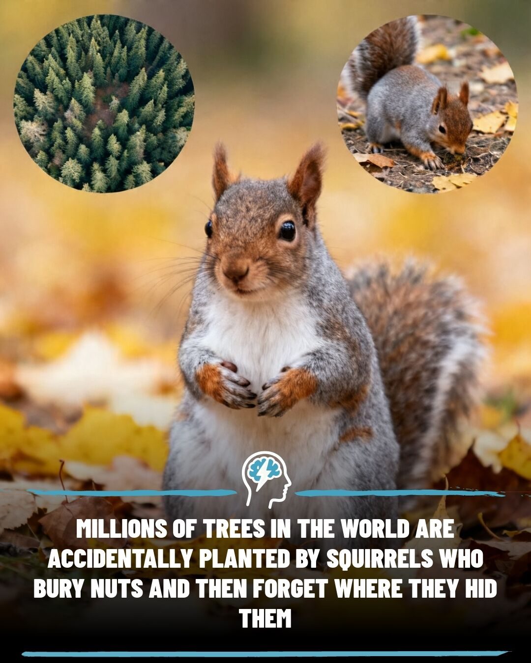 Squirrels' Nutty Secret: How They Accidentally Plant Forests