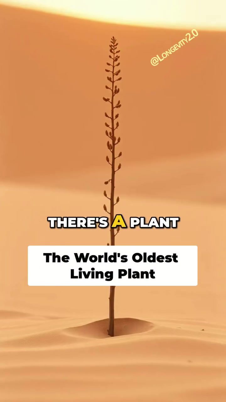 Longevity Secrets Hidden in Nature: Desert Plants and Whales