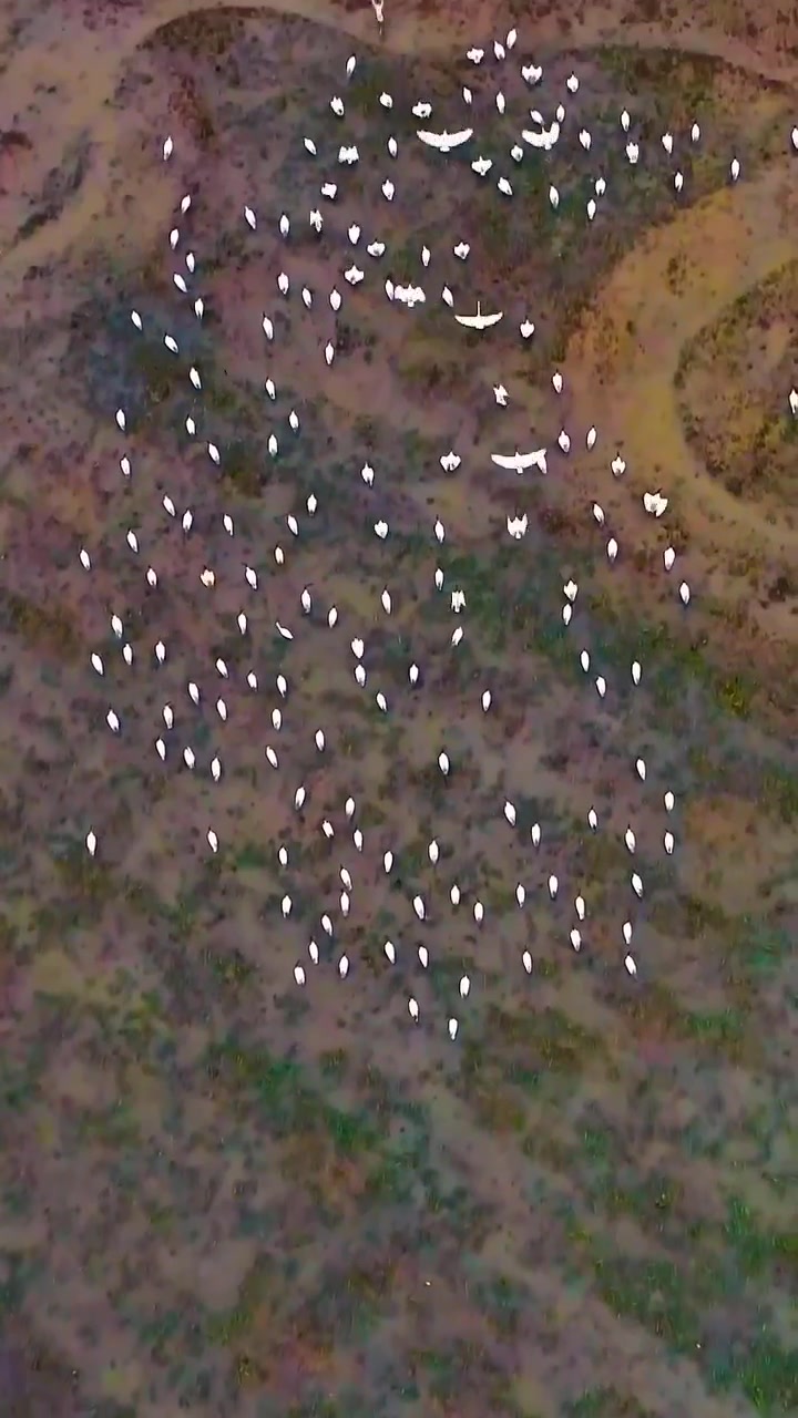 Flock of Birds Flying Over Grass Field