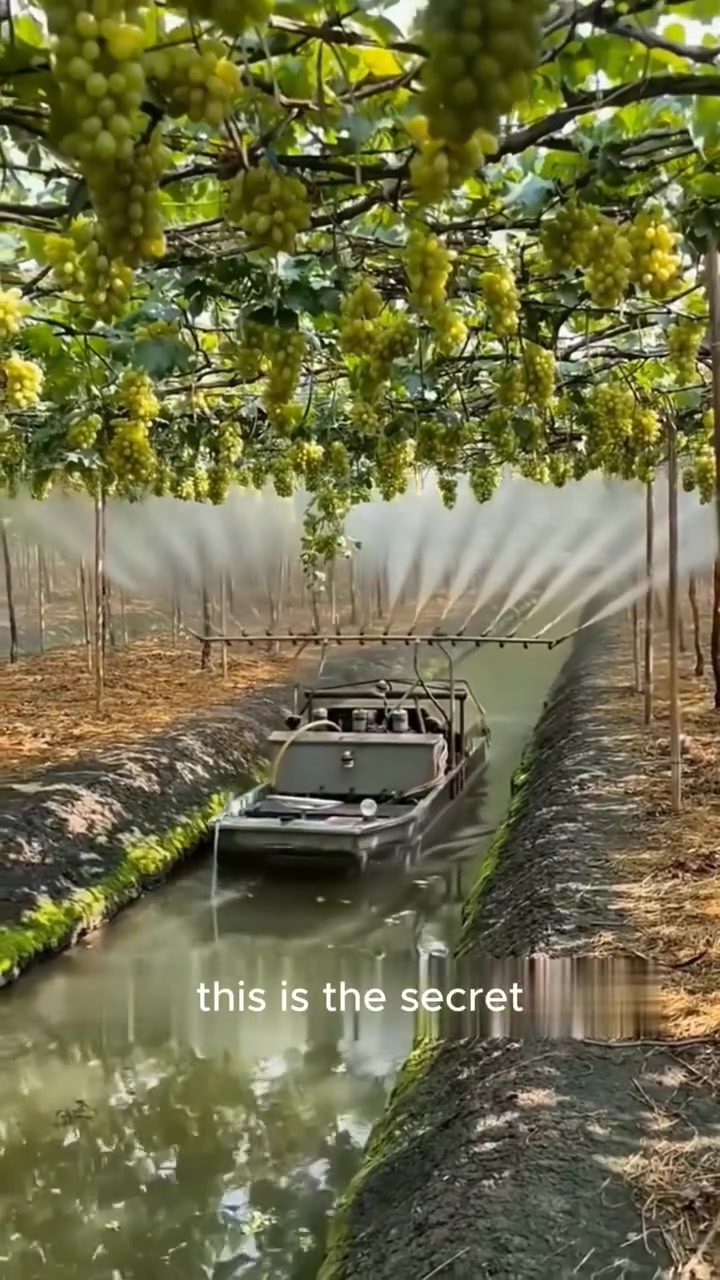 Thailand's Innovative Canal System Boosts Grape Farming