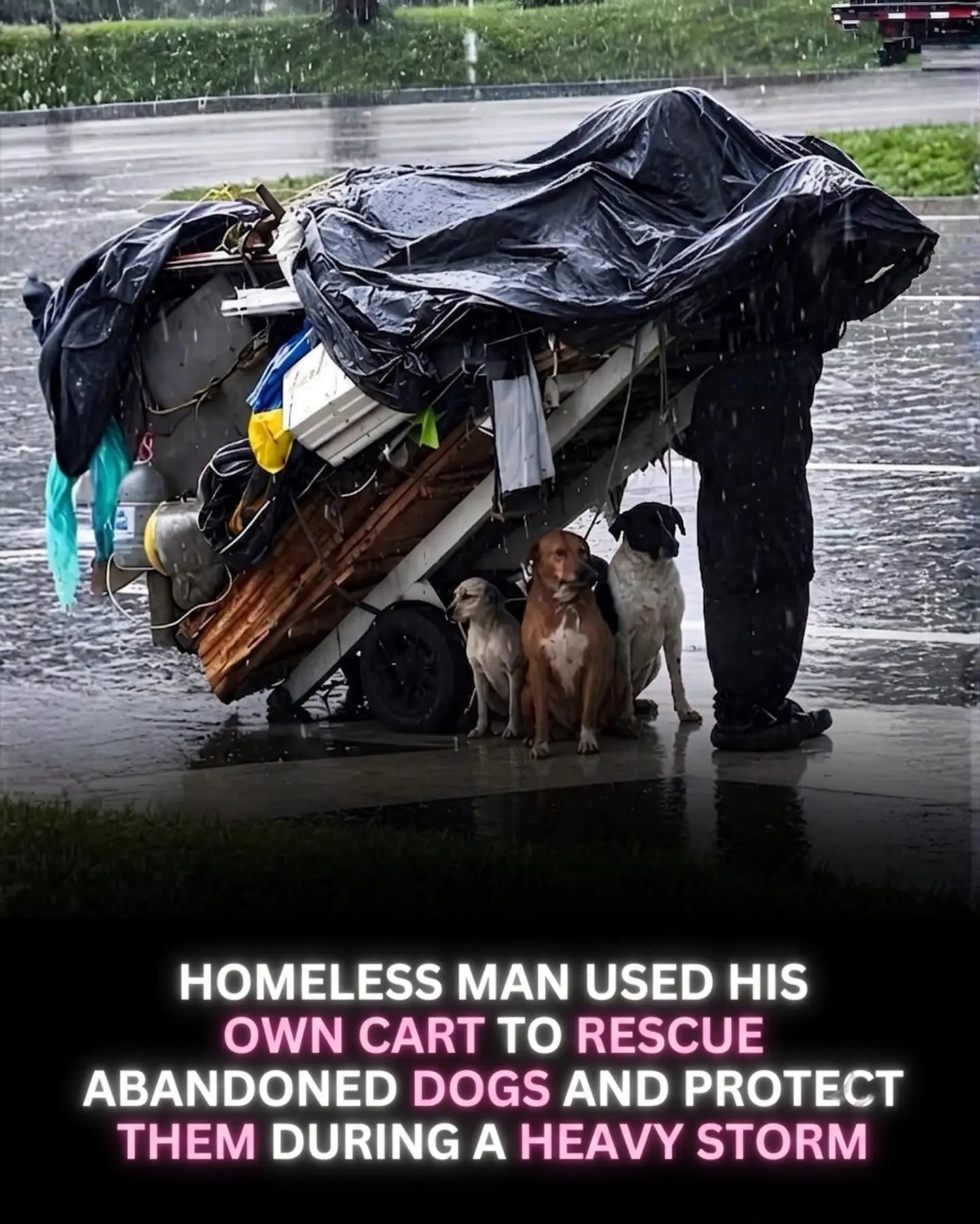 A Homeless Man's Heartwarming Act: Rescuing Dogs in a Storm
