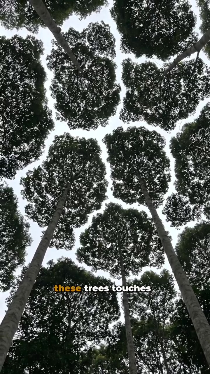 Crown Shyness: Why Trees Don't Touch