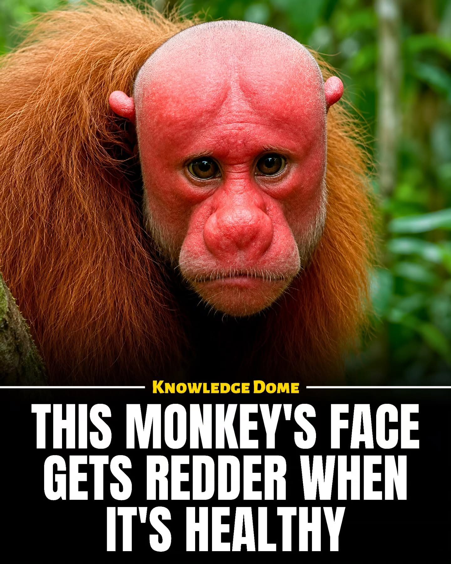 Why Bald Uakaris Have Bright Red Faces