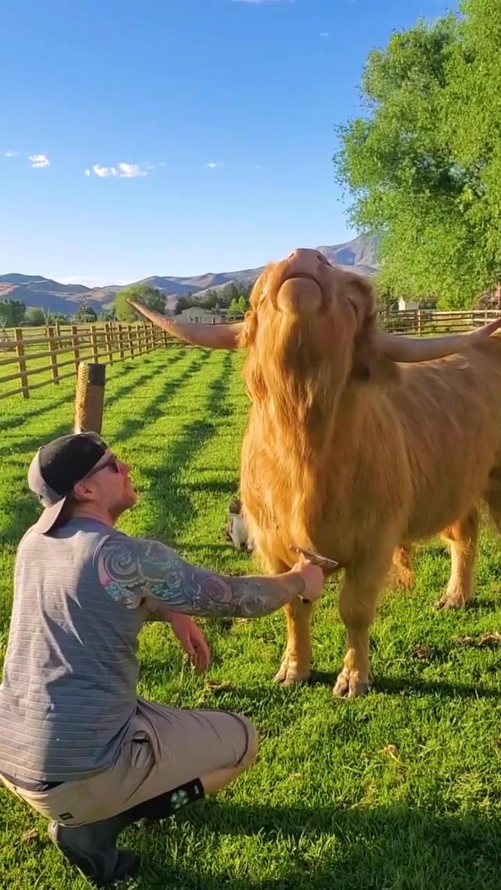 Man Interacting With Highland Cow