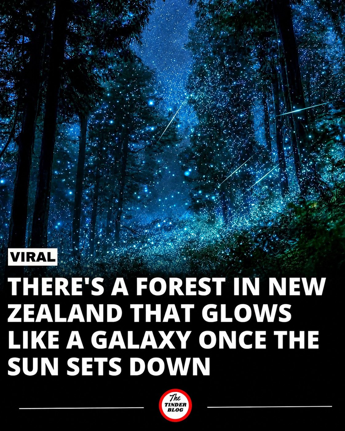New Zealand's Magical Bioluminescent Forest Glows Like a Galaxy
