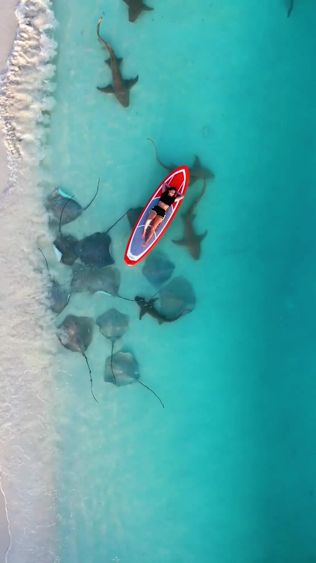 Paddleboarding with Stingrays and Sharks