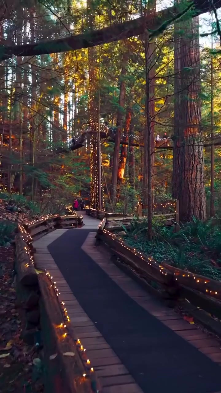 Capilano Suspension Bridge Park Lights: Magical Forest Walkway