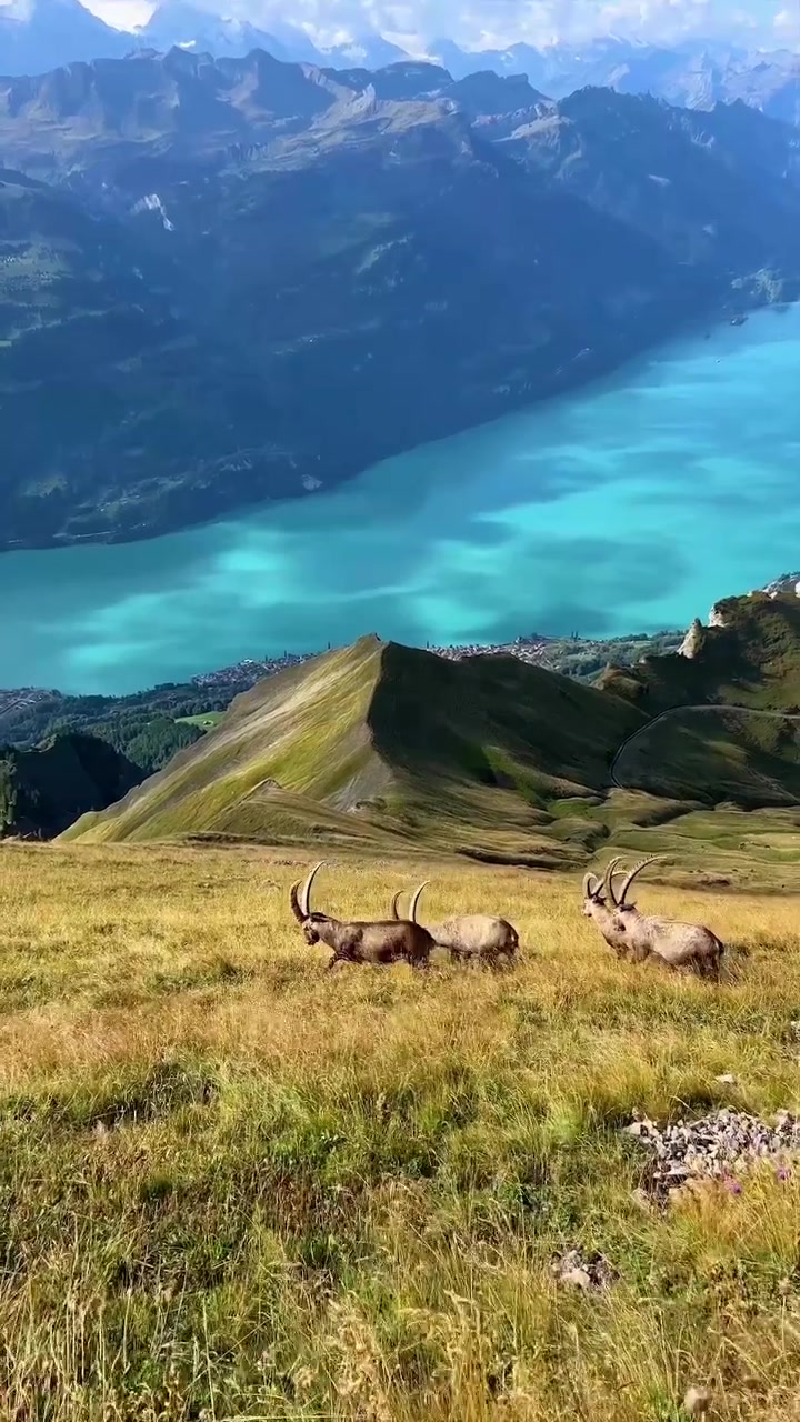 Swiss Alps Wildlife: Ibex Grazing on Lake Brienz