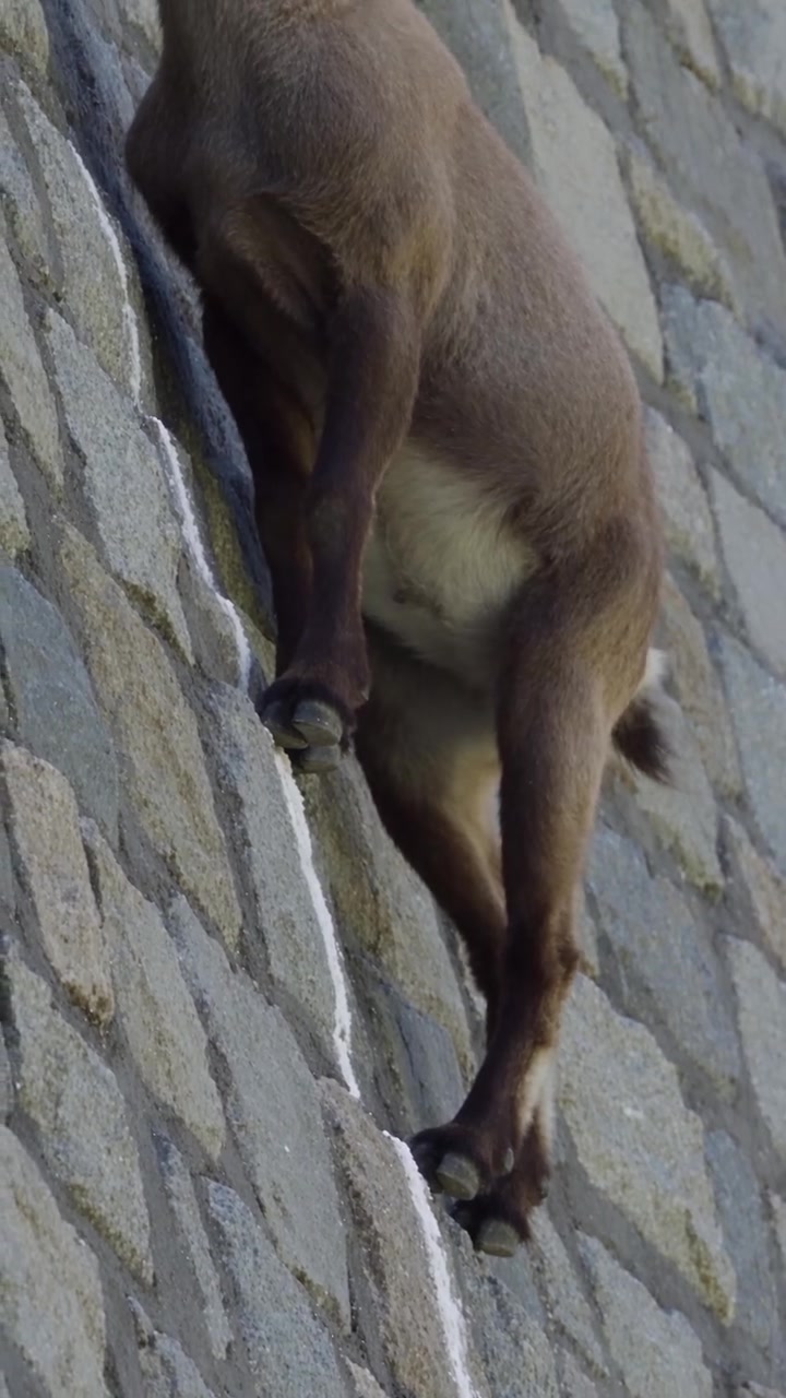 Alpine Ibex Climbing Italian Alps Dam