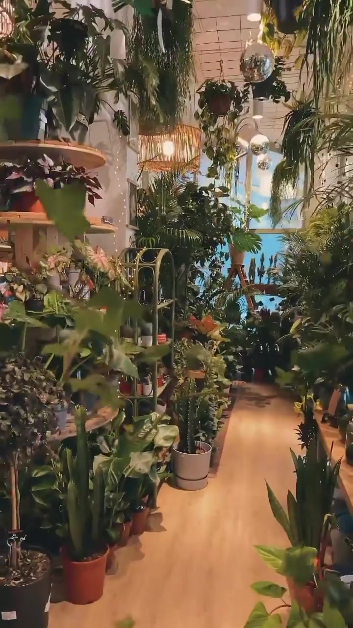 Indoor Plant Shop: Variety and Design Highlights