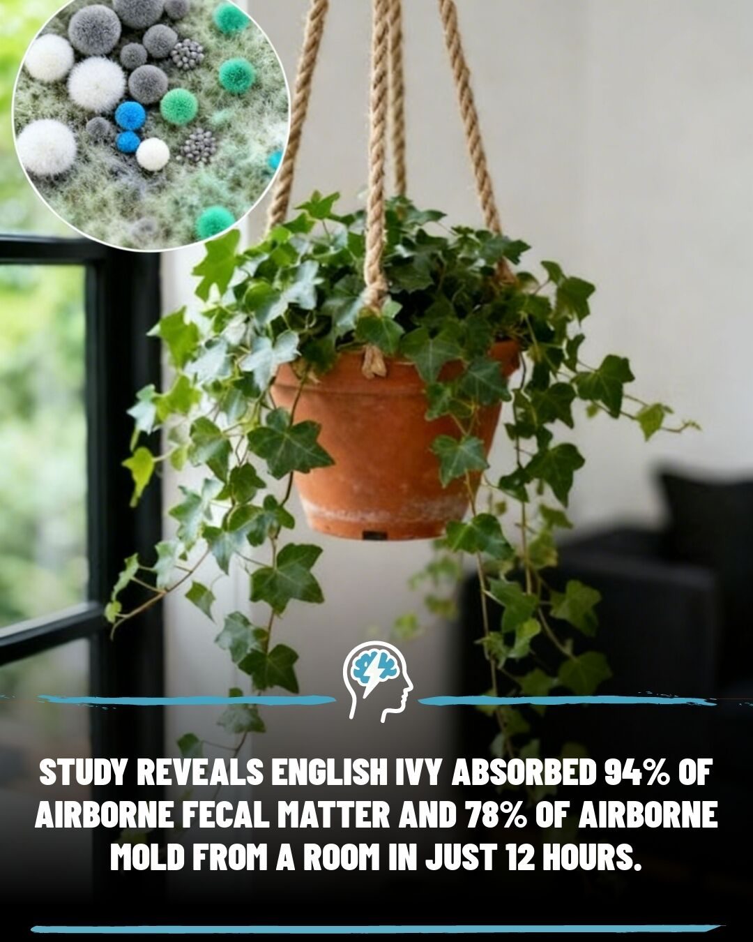 English Ivy: A Natural Air Purifier for Your Home