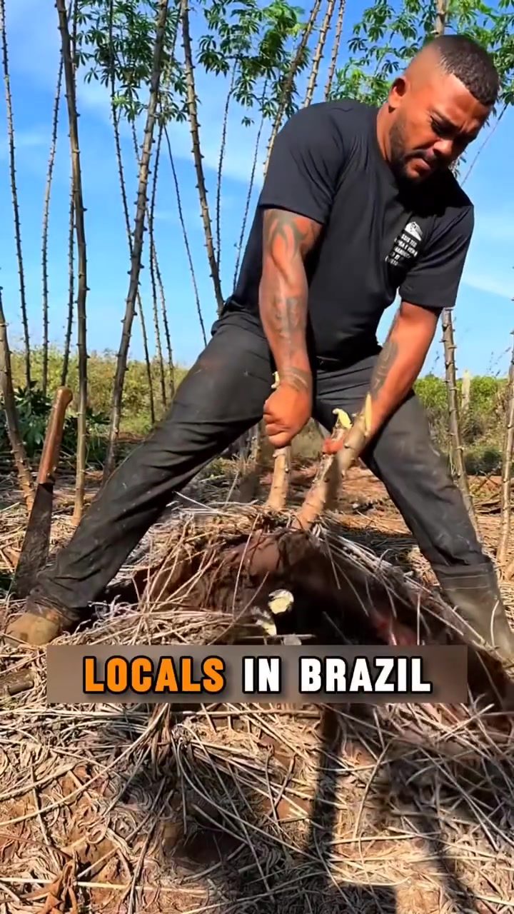 Brazil's Expert Cassava Harvesting Techniques Revealed