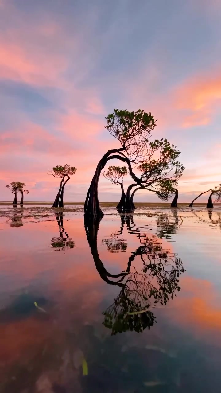 Dancing Trees at Sunset in East Nusa Tenggara