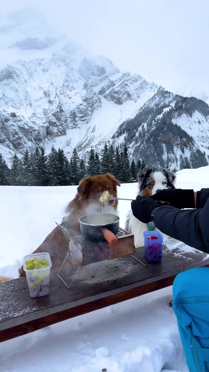 Dogs Enjoying Swiss Cheese Meal in Snowy Mountains