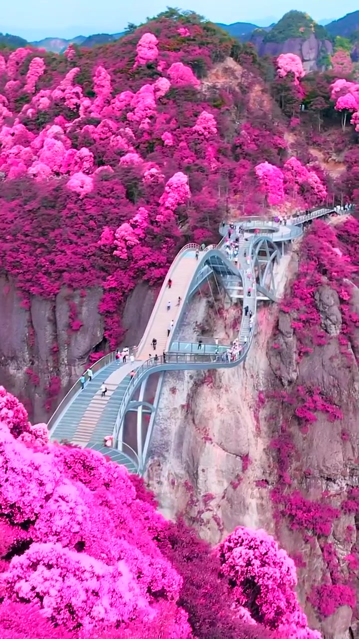 Glass-Bottomed Bridge with Pink Flowers: Scenic View