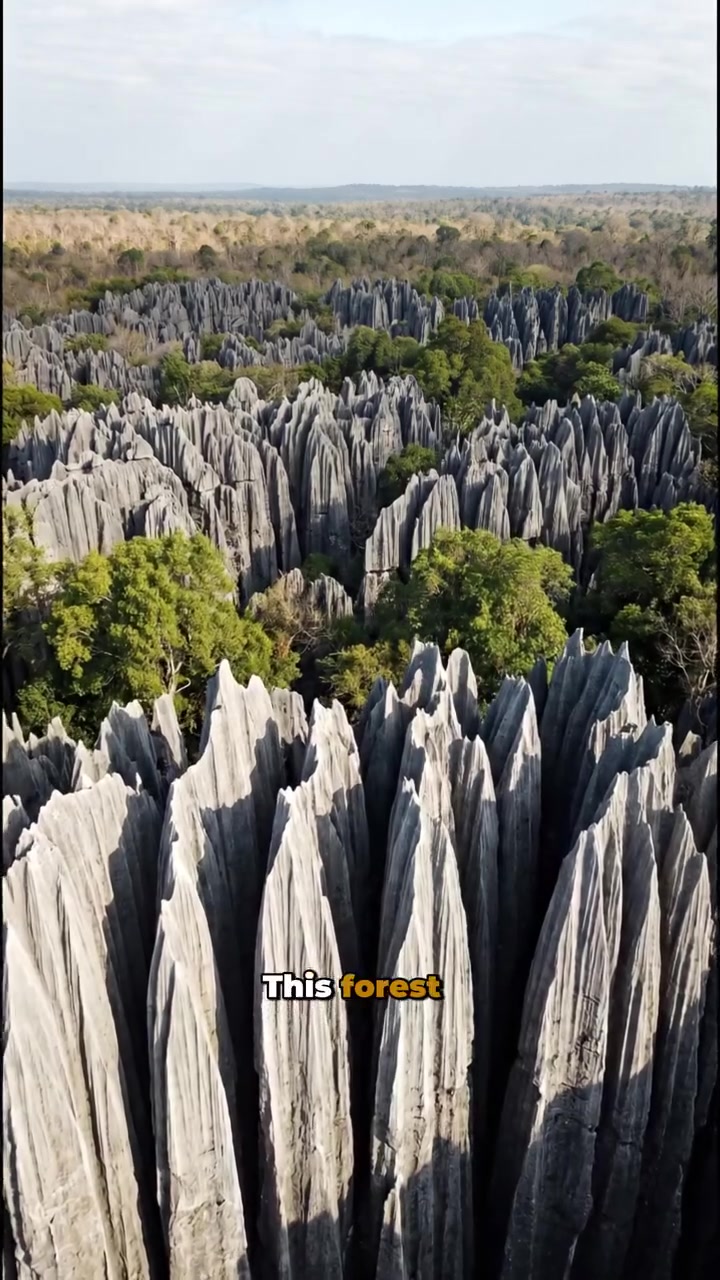 Tsingy Forest Madagascar: Stone Forest Details
