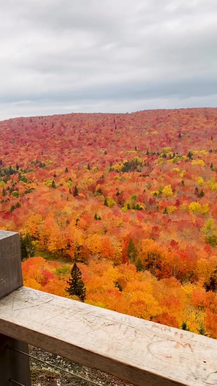 Autumn Foliage View: Panoramic Forest Landscape