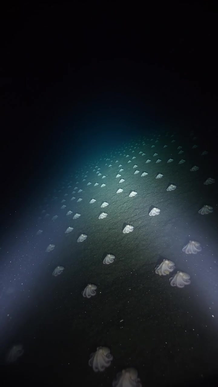 20,000 Octopuses Gather Two Miles Under the Pacific