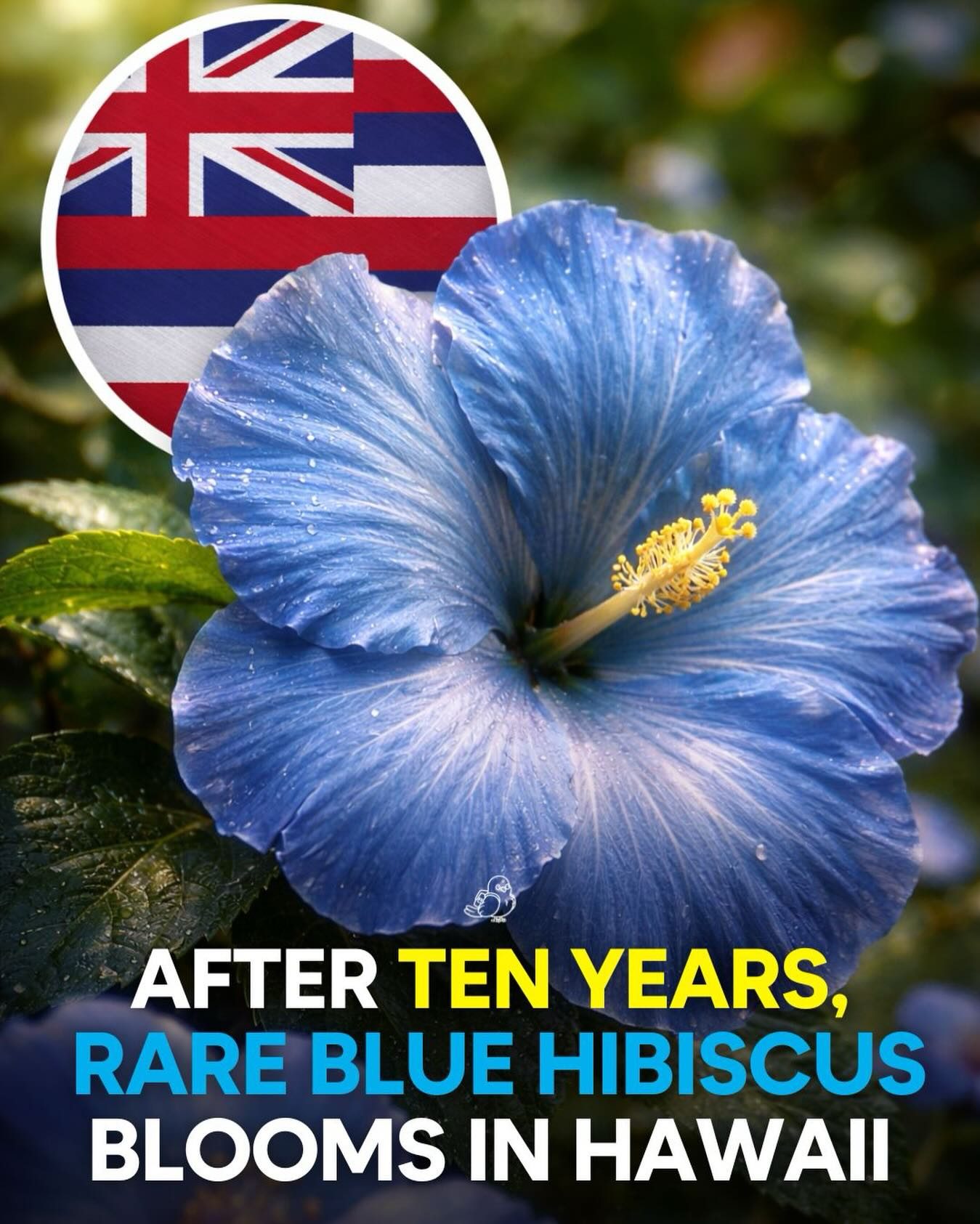 Hawaii's Rare Blue Hibiscus: A Decade in Bloom