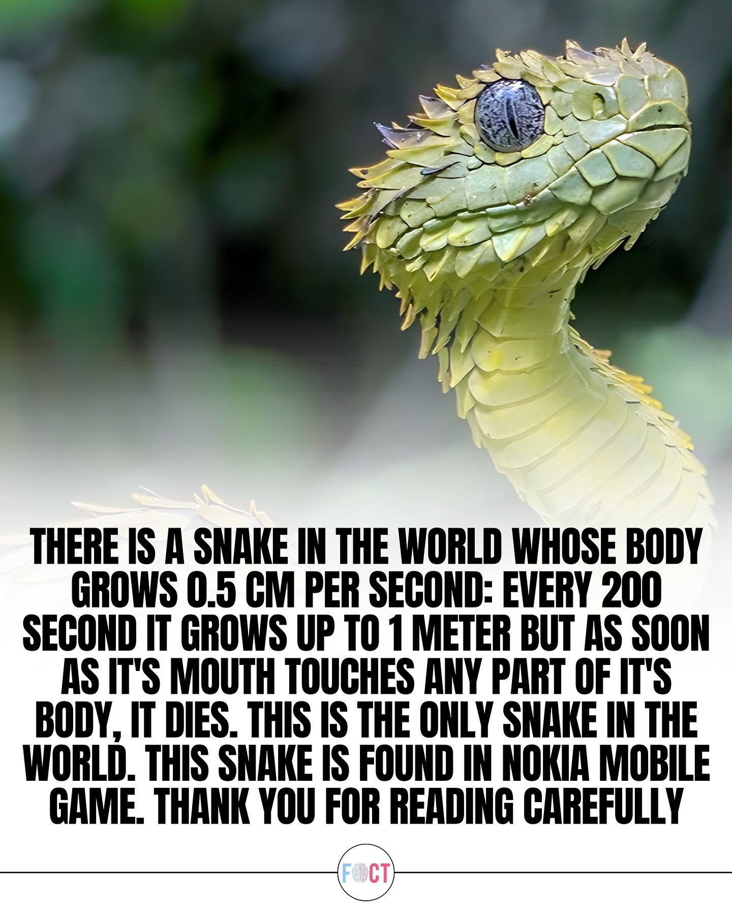 The Evolution of the Nokia Snake: Gameplay and Urban Legends