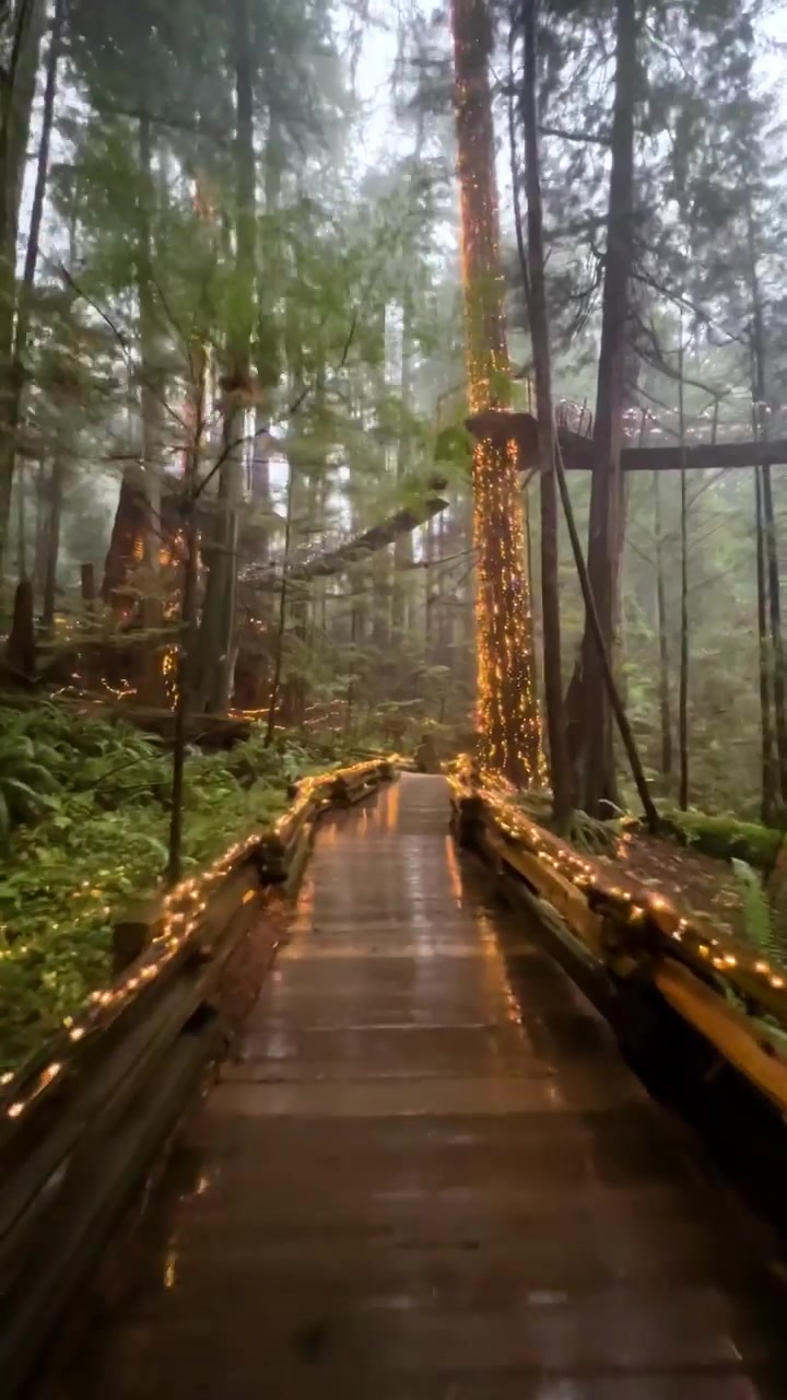 Capilano Suspension Bridge Park's Magical Forest Walkway