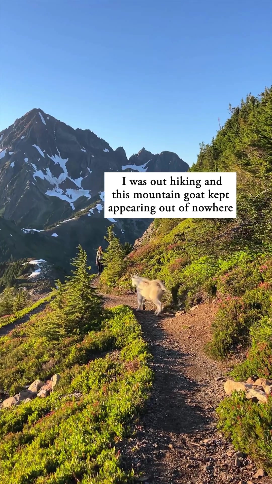 Mountain Goat Encounter During Hike