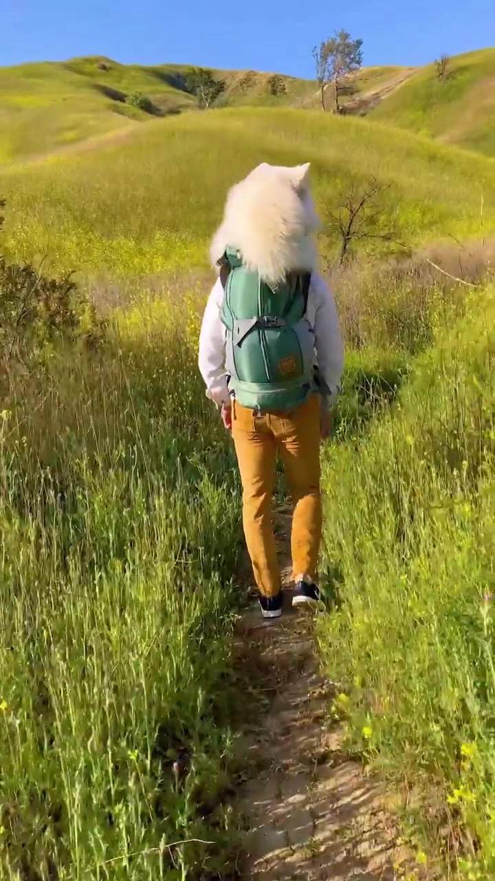 Hiking with a Dog in Chino Hills