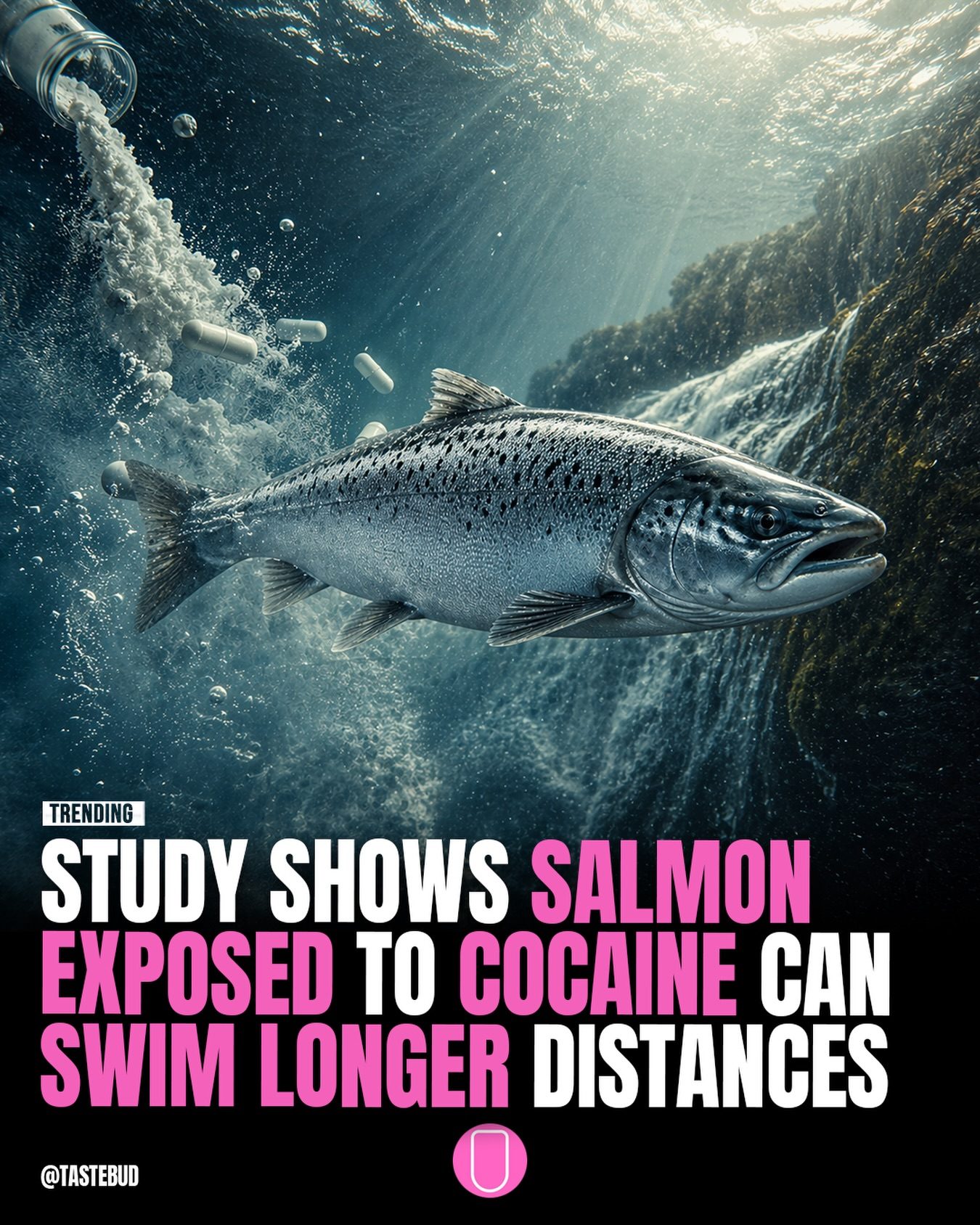 Salmon Swim Faster When Exposed to Cocaine, Study Finds
