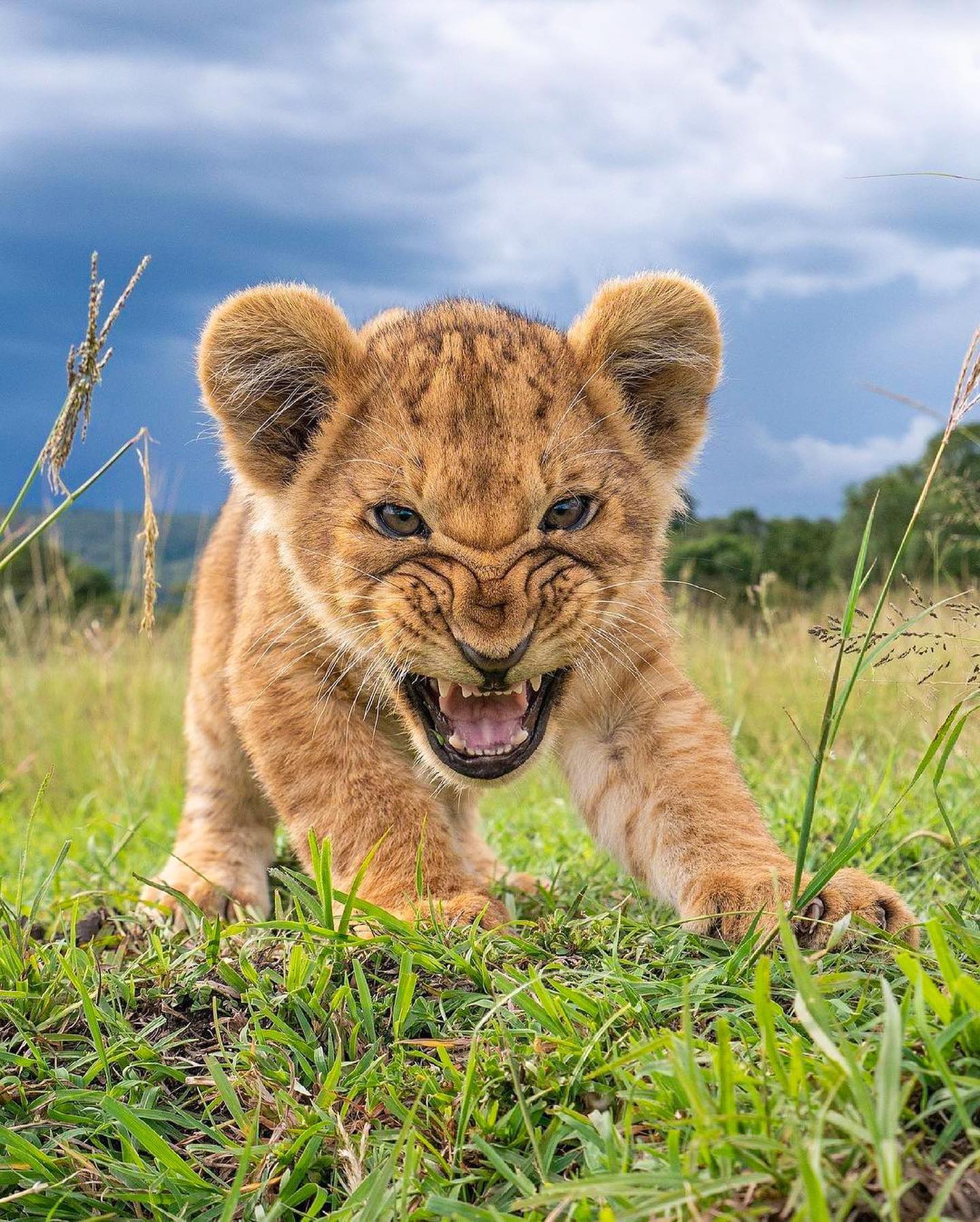 Lion Cubs in the Wild: Playful Behavior in Grasslands