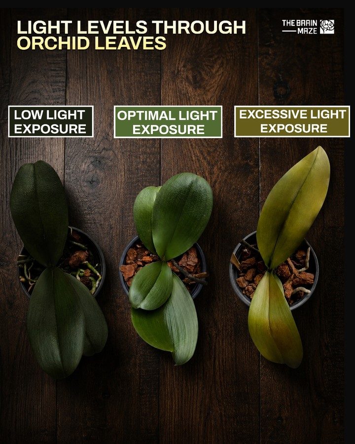 Orchid Light Needs: Decoding Leaf Colors for Optimal Growth