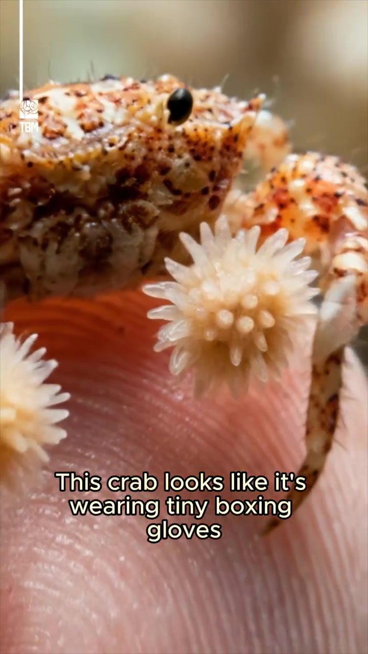 Incredible Defense: How The Pom-Pom Crab Stuns Predators