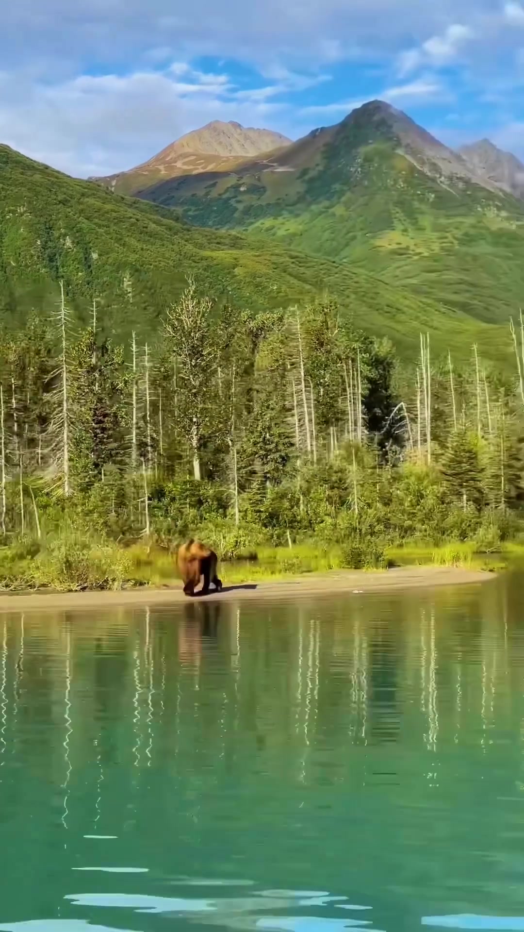 Bear Wading in Lake: Mountain Scenery