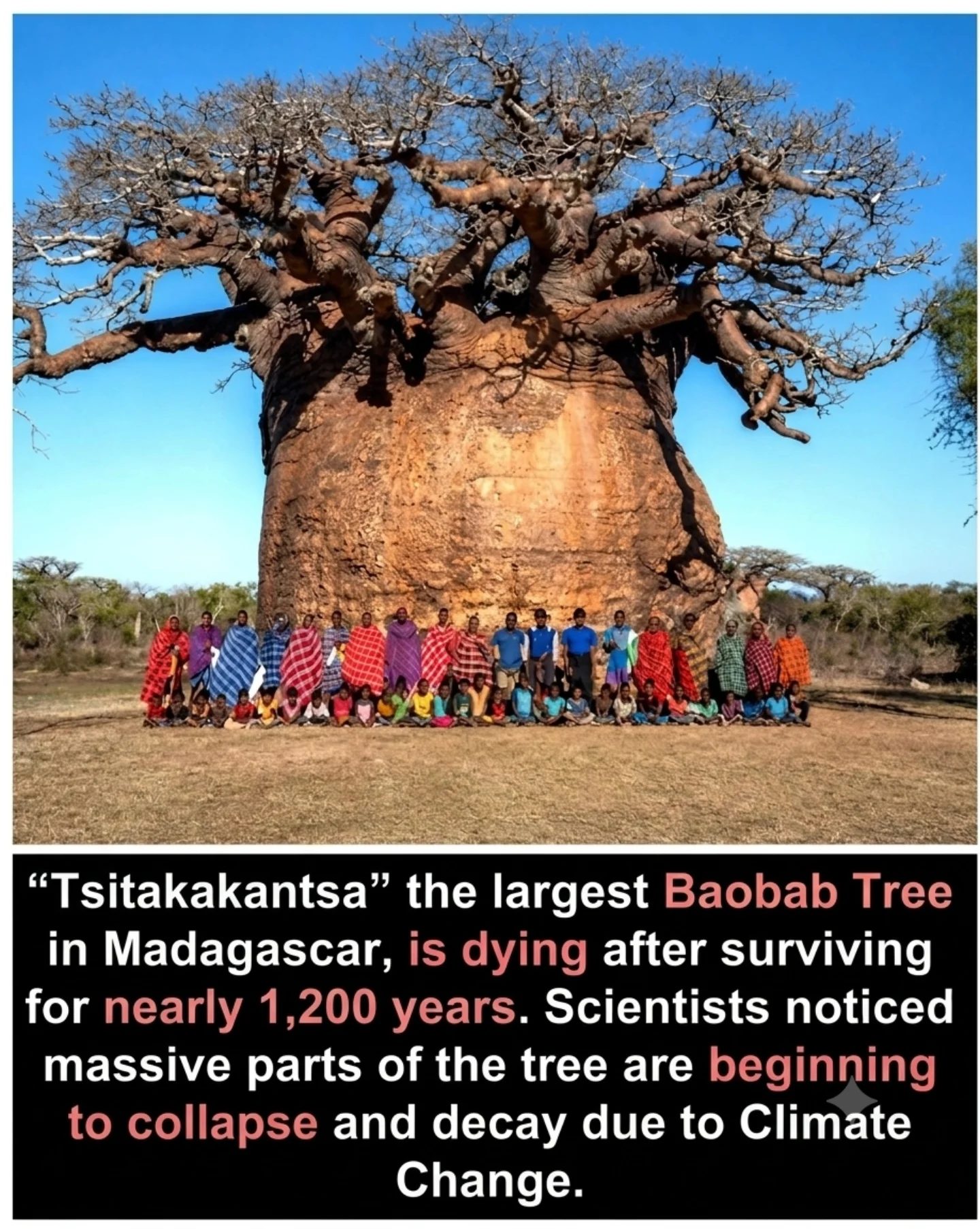 Dying Tsitakakantsa: The Ancient Baobab Tree's Tragic End