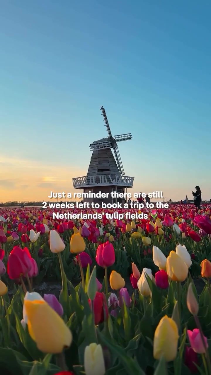 Experience Tulip Fields in the Netherlands Before They Fade