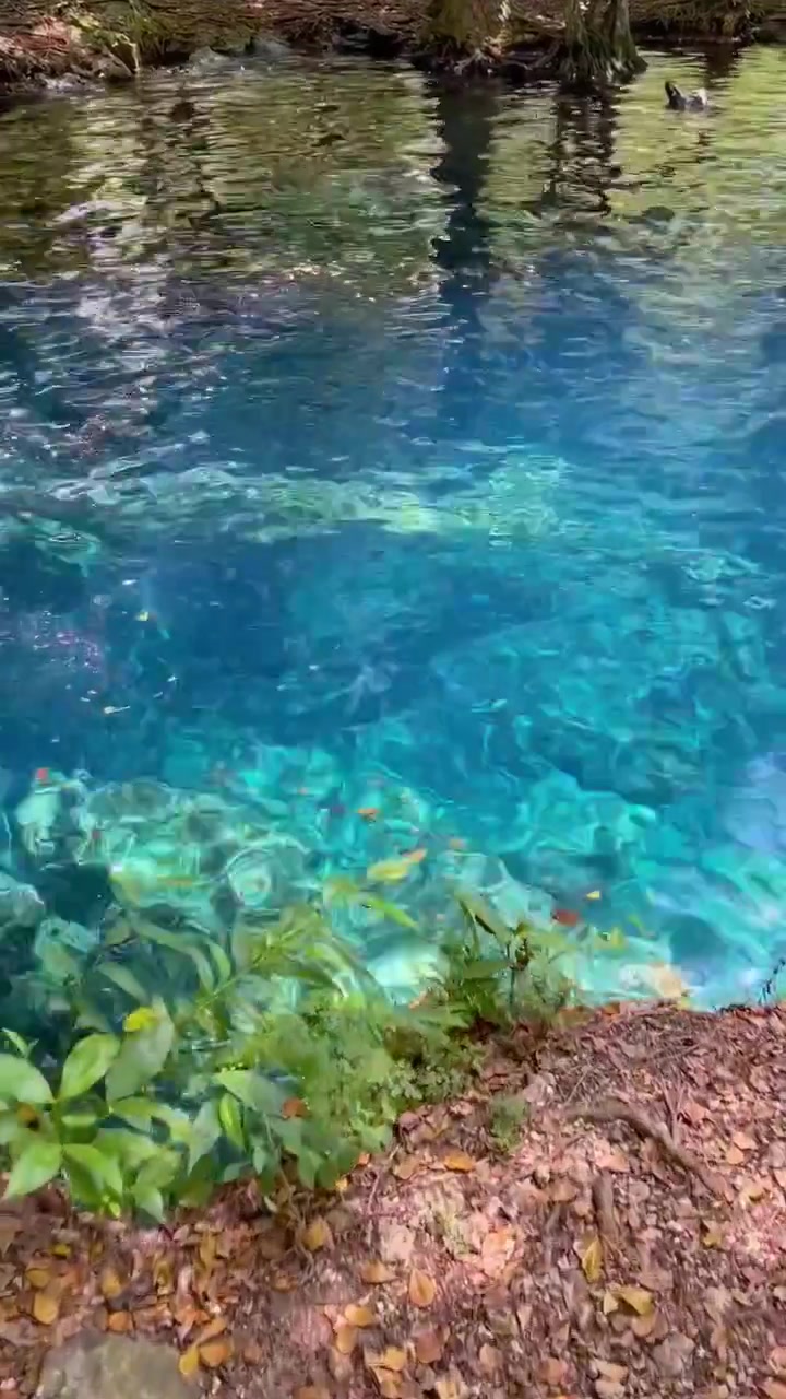 Swimming in a Clear Blue Spring: Nature's Beauty