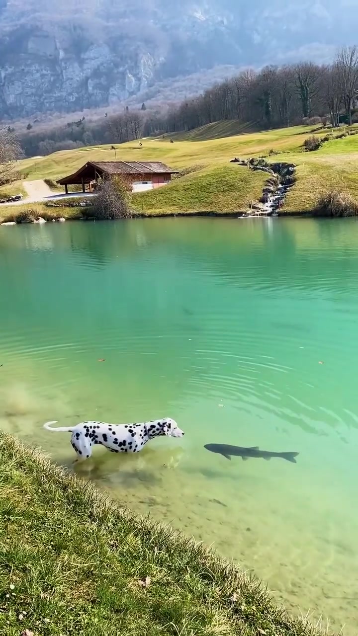 Dalmatian Dog Swimming in Lake