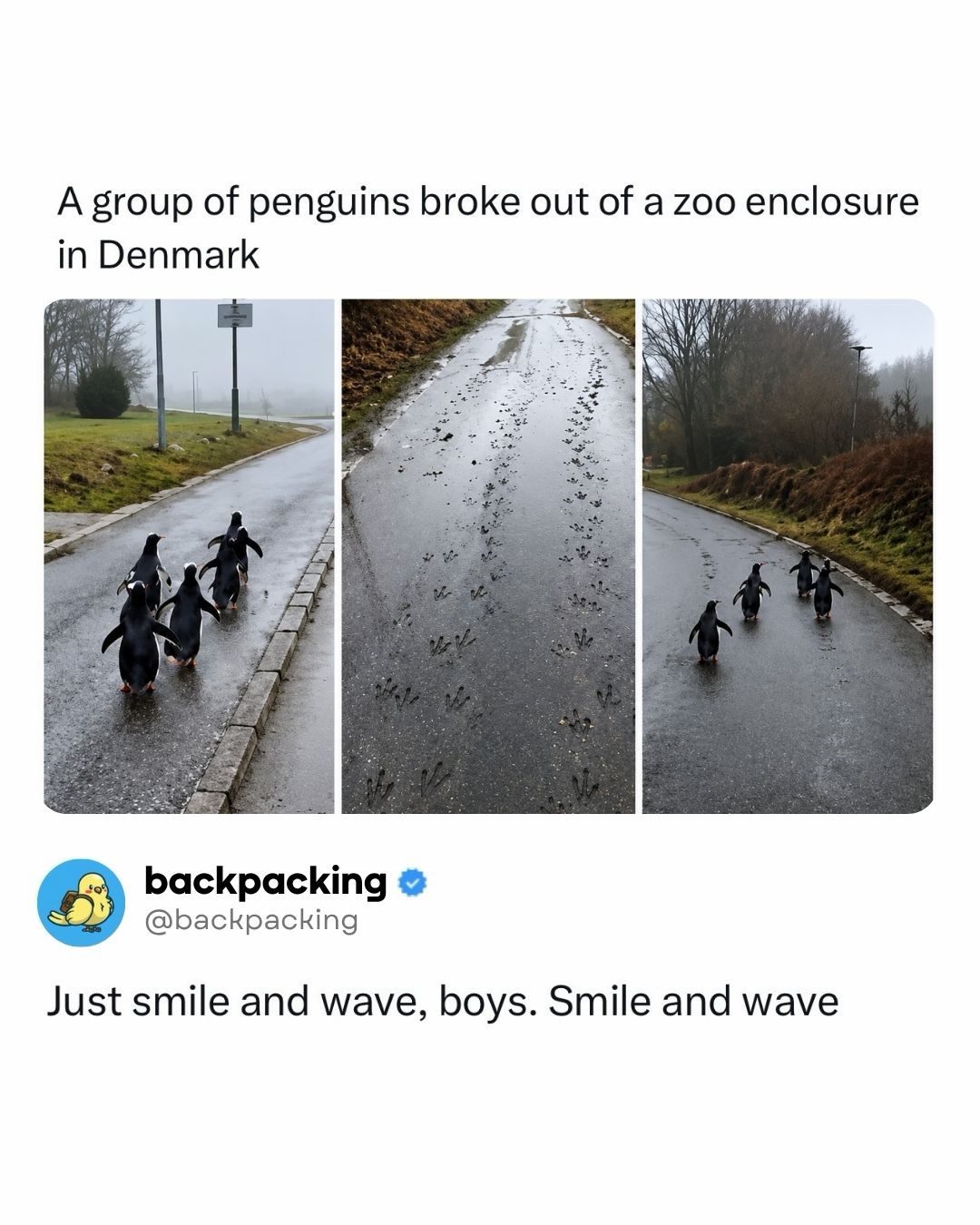 Penguins' Foiled Escape: A Funny Break for Freedom