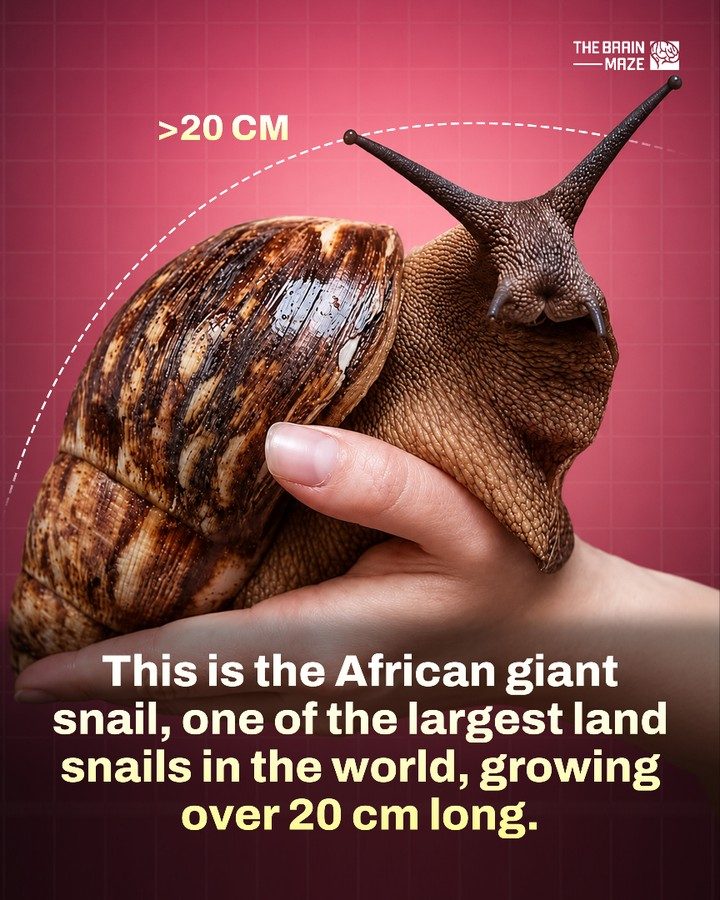 Meet the African Giant Snail: Earth's Largest Land Snail