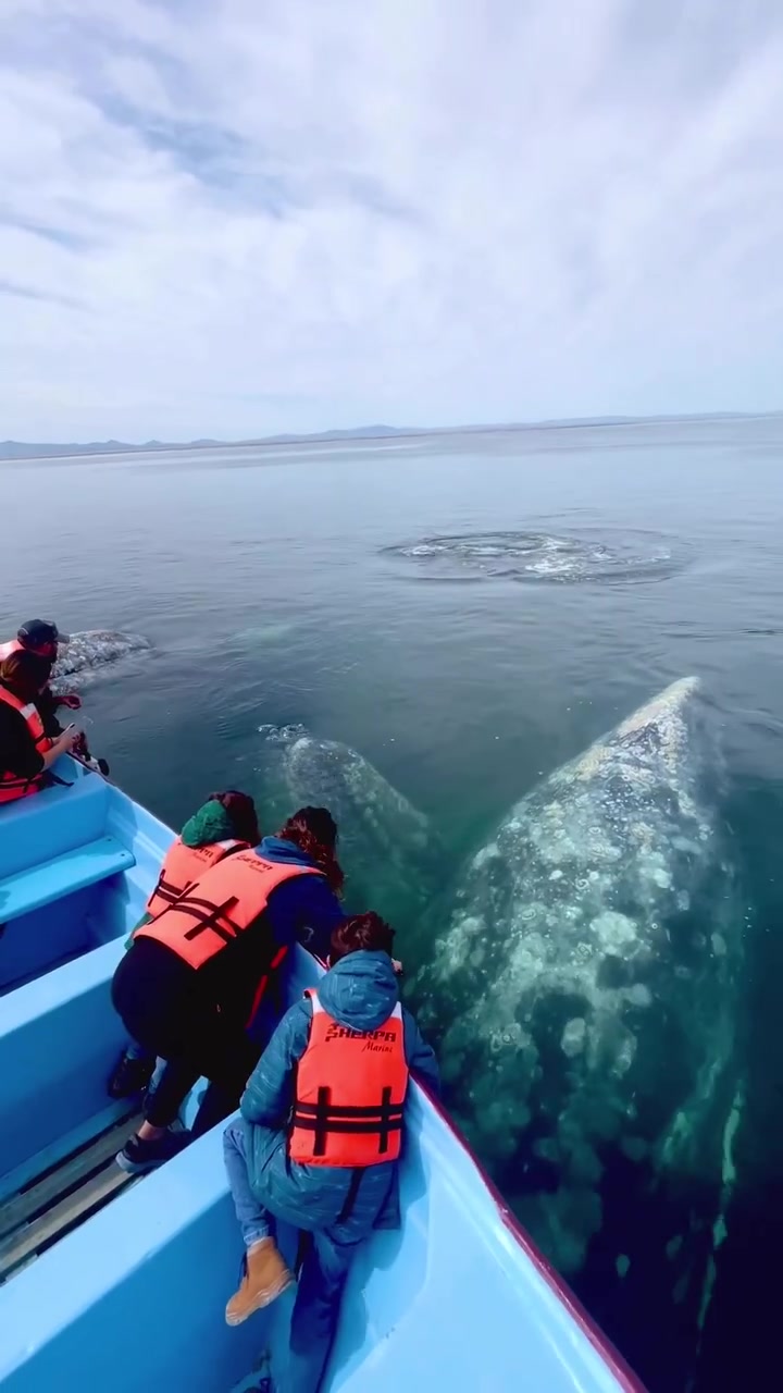 Sierra Marine Whale Watching Tour Highlights