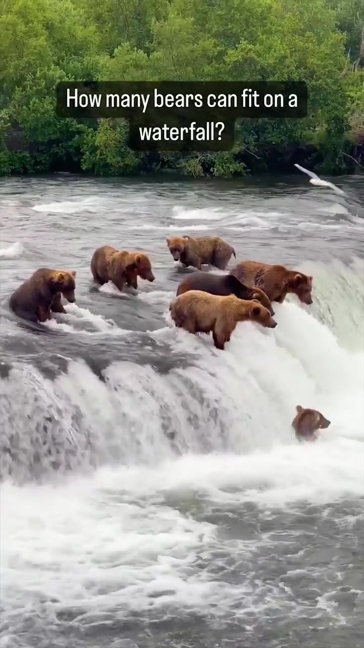 Bears Crossing Waterfall in Natural Habitat